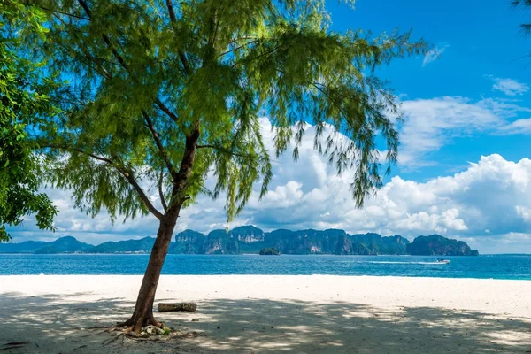 Fénykép kilátás Krabi az árnyékban egy fa a parton, Thailan — Stock Fotó
