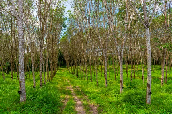 Alley of rubber trees on a plantation in Krabi, Thailand — Stock Photo, Image