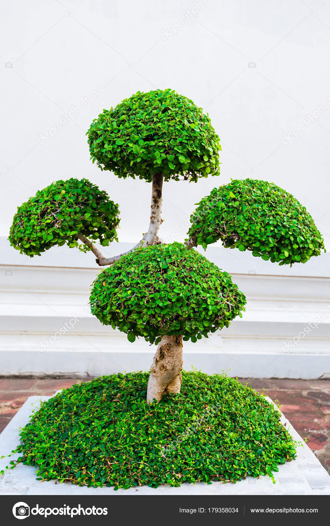 Kleiner dekorativ beschnittener Baum in einem Topf auf der Straße von