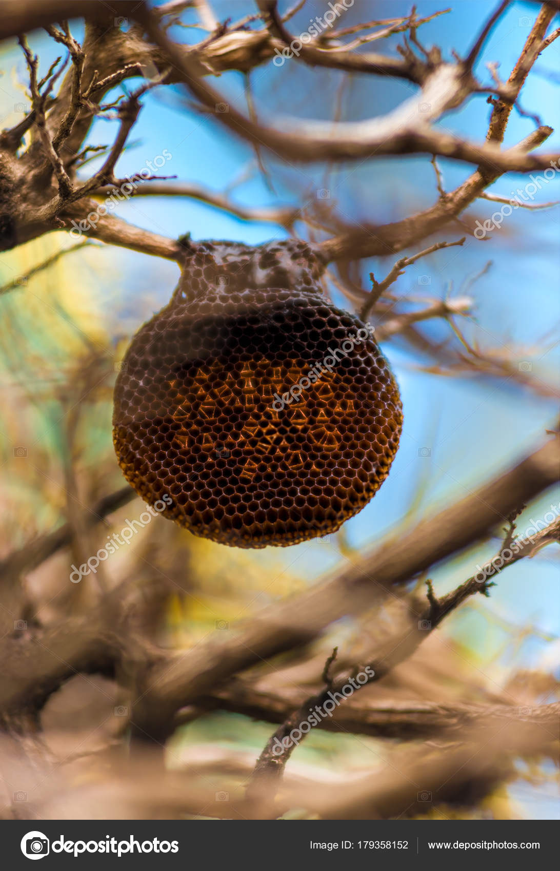 Bienennest auf einem Ast eines Baumes in Großaufnahme
