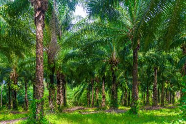 Tayland bir Hindistan cevizi çiftlikte düşük yemyeşil palmiyeler büyümek