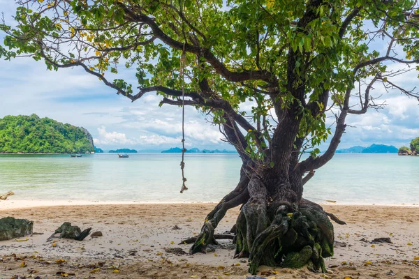 Grand arbre ramifié sur le rivage sous les tropiques contre la mer — Photo