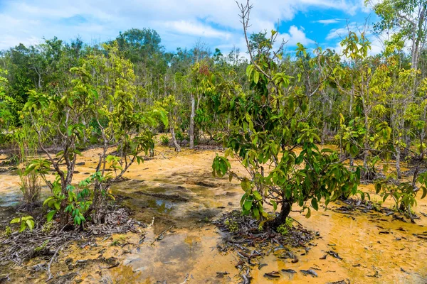 Pantano seco en un bosque tropical en clima caluroso, Tailandia, Krabi — Foto de Stock