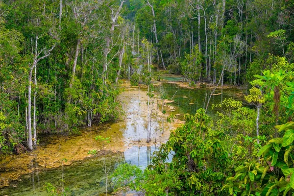 The rainforest and the marsh between the derevyer in Thailand — Stock Photo, Image