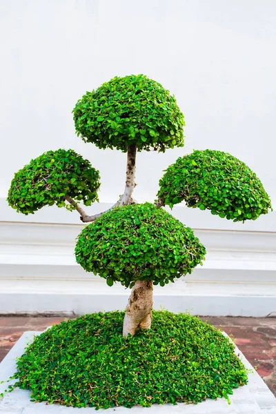 Small ornamental trimmed tree in a pot on the street of Thailand — Stock Photo, Image