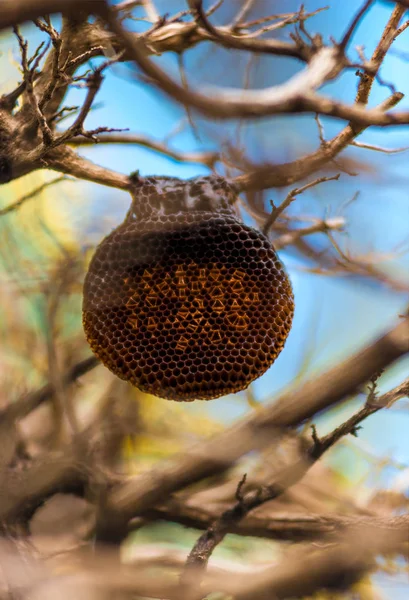 Arı yuvasına bir ağaç yakın çekim bir dalı — Stok fotoğraf