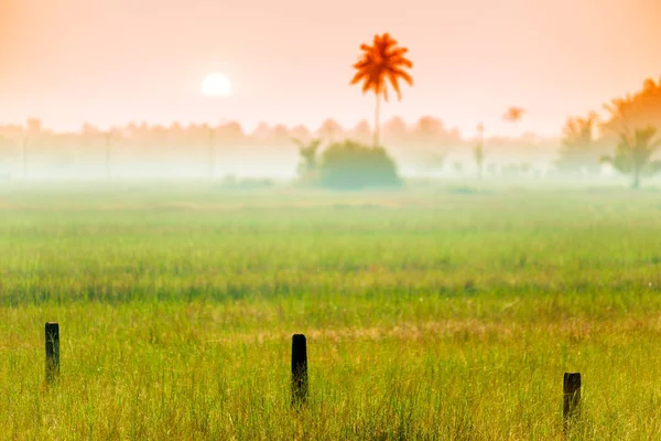 Niebla de la mañana en el campo en un clima tropical. Teñido . —  Fotos de Stock