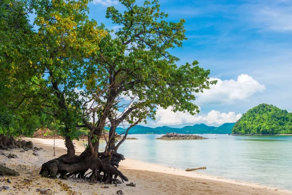 Ágas gyökerei a unin homokos strandján, gyönyörű fa — Stock Fotó
