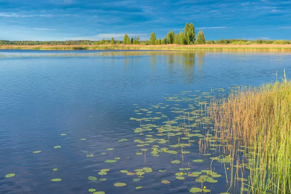 Krásná krajina - klidné jezero s lilií za slunečného dne — Stock fotografie
