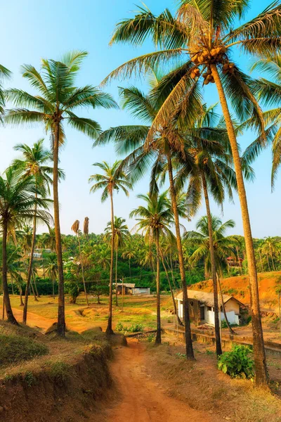 Hain mit hohen Kokospalmen in Indien. getönt. — Stockfoto