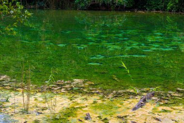 yağmur ormanı yakın çekim yeşil bataklık ayağından