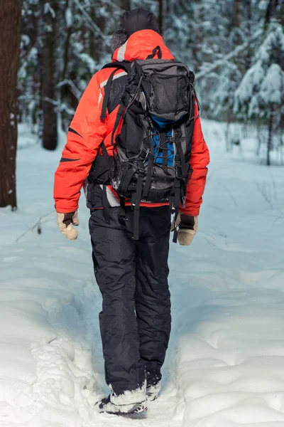 Touristin bei einer Wanderung im Winterwald, Blick von hinten — Stockfoto