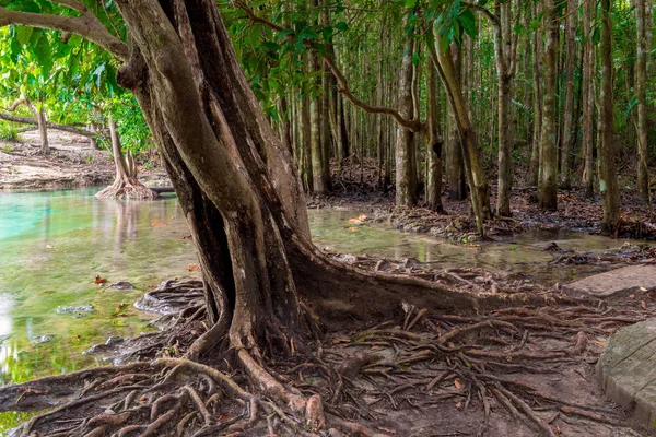 Large branched roots of a tropical tree near the lake in the jun — Stock Photo, Image