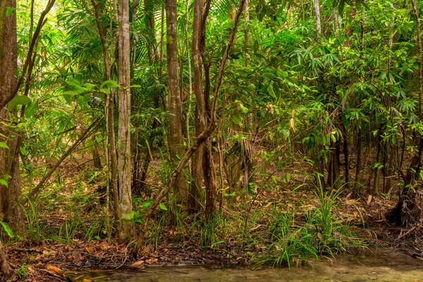 Thick thickets in the jungles of Krabi in Thailand in a good sea — Stock Photo, Image