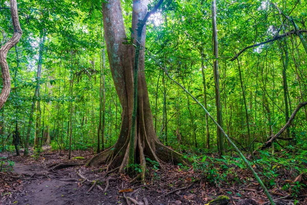 A large old tropical tree in a picturesque forest in Krabi, Thai — Stock Photo, Image
