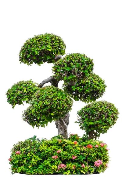 Beyaz arka plan üzerinde izole güzel dekoratif ağaç — Stok fotoğraf