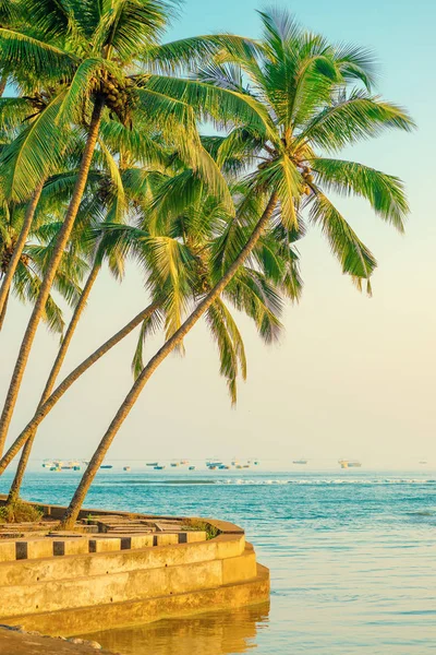 Lussureggianti palme da cocco sulla riva dell'Oceano Indiano. Trasformato c — Foto Stock