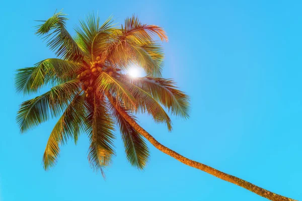 Horizontal shot - green coconut palms and blue sky. Tinted. — Stock Photo, Image