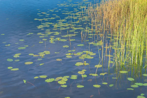 Pond Vegetation Flowering Lilies Close — Stock Photo, Image