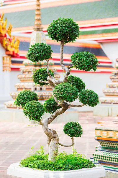 Bela árvore decorativa no jardim perto do templo em Bangk — Fotografia de Stock