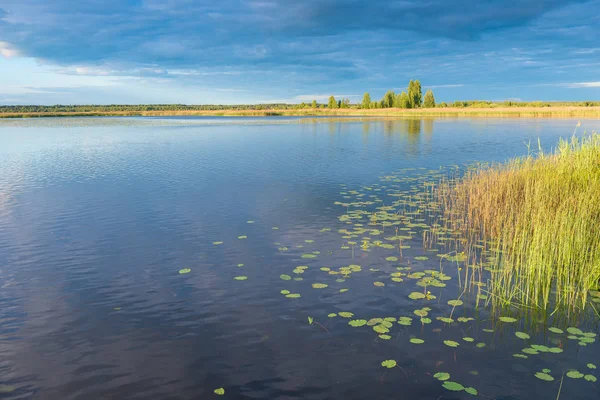 Krásný výhled na klidné jezero s lilií za slunečného dne — Stock fotografie