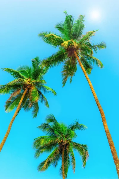 Tre palme da cocco verdi con noci su uno sfondo di cielo. Tinta — Foto Stock