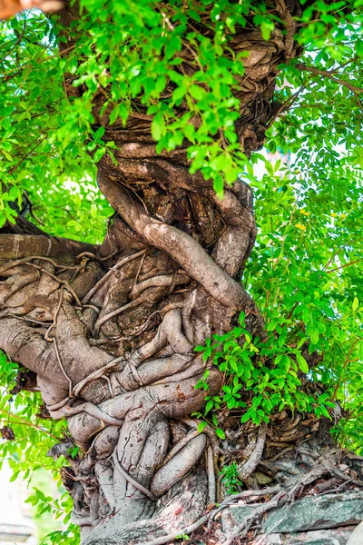 不織布のツリー トランク珍しい木熱帯クローズ アップ — ストック写真