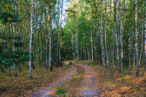 Bosque de otoño ruso, paisaje con abedules — Foto de Stock