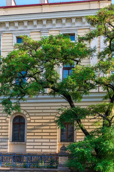 Árbol verde sobre un fondo de taburetes de un edificio en una ciudad str — Foto de Stock