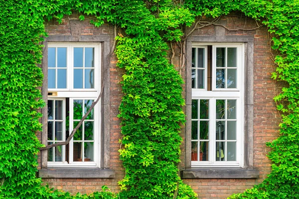 Deux fenêtres et une vigne dense sur un mur de briques — Photo