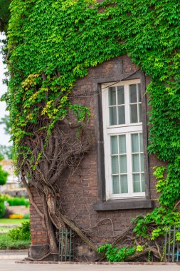 yoğun yeşil asma üzerinde bina yakın çekim