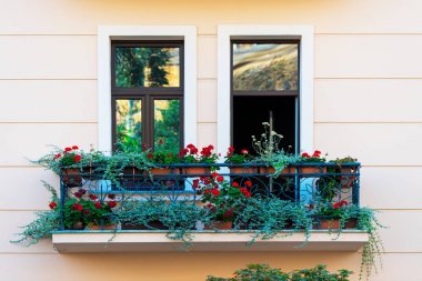 evde pencere güzel Sardunya çiçekleri