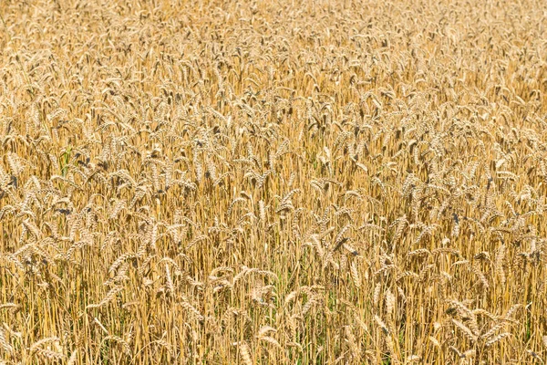 Campo dourado de trigo maduro amarelo — Fotografia de Stock