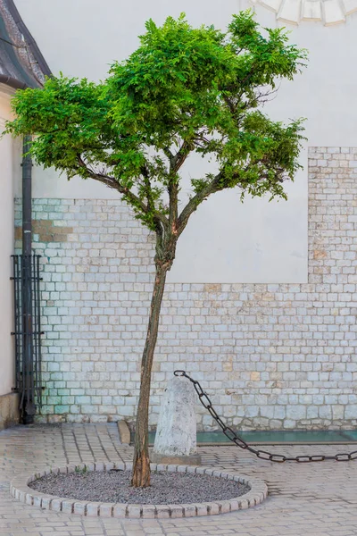 Verde bellissimo albero in città su un muro di mattoni bianchi backgroun — Foto Stock