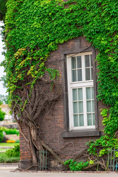 Dense vigne verte sur le bâtiment close-up — Photo