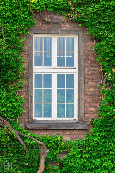 Bir tuğla ev ve kalın bir asma duvara eski bir pencerede — Stok fotoğraf