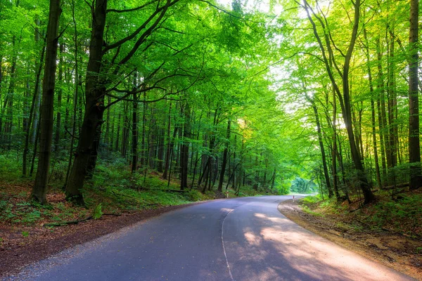 Empty road in the forest on a summer day — Stock Photo, Image