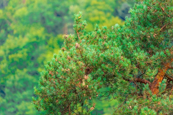 Pine evergreen branches with cones close-up — Stock Photo, Image