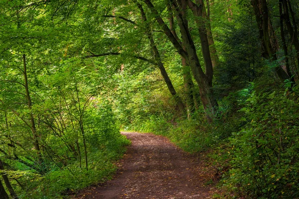 Beau parc ombragé par une journée d'été, vue sur le sentier — Photo