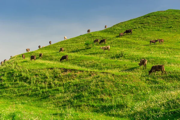 Uma manada de vacas está pastando em um pasto verde exuberante no mountai — Fotografia de Stock