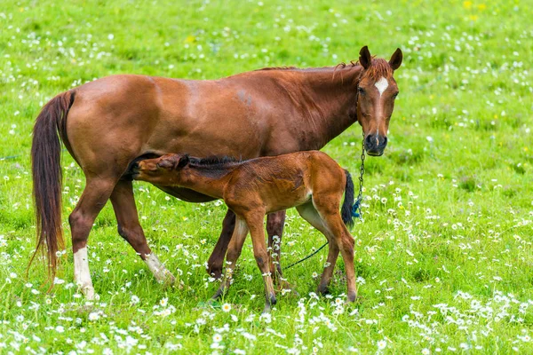Los mamíferos - el caballo alimenta poco potro con la leche en verde jugoso — Foto de Stock