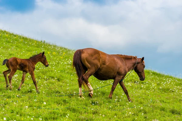 A horse and her newborn foal are walking on a lush green pasture — Stock Photo, Image