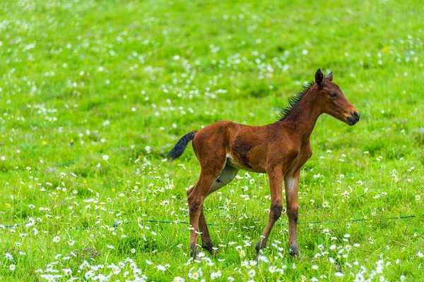 Little brown foal on a background of green succulent meadow clos — Stock Photo, Image