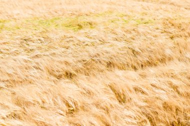 Doğa arka planı - sarı olgun buğday kulakları.
