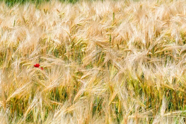 Žluté pšeničné uši a rostoucí mák — Stock fotografie