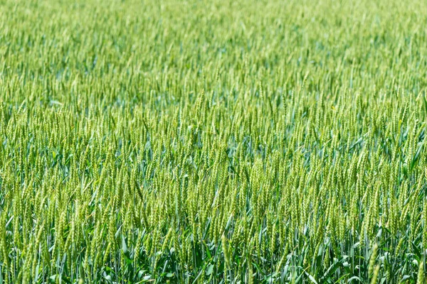 Green cereal crops spikes in a field — Stock Photo, Image
