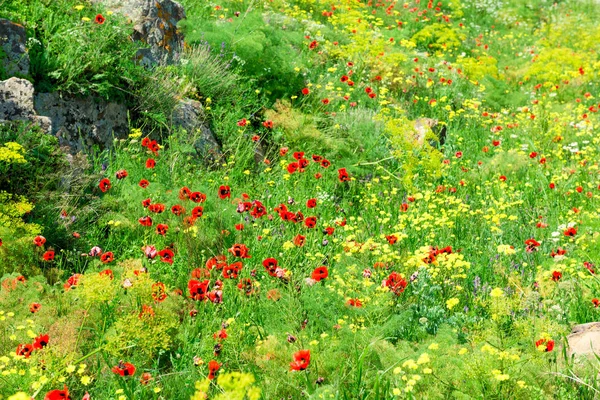 Mooie zomer veld met bloeiende klaprozen close-up — Stockfoto