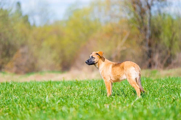芝生の上の副子犬サイドポートレート — ストック写真