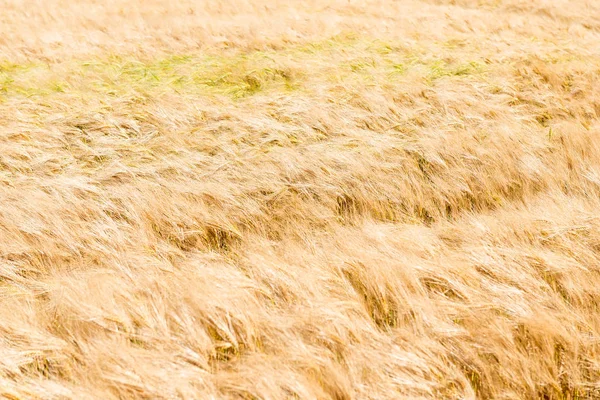 Přírodní pozadí - žluté zralý pšeničné uši. — Stock fotografie