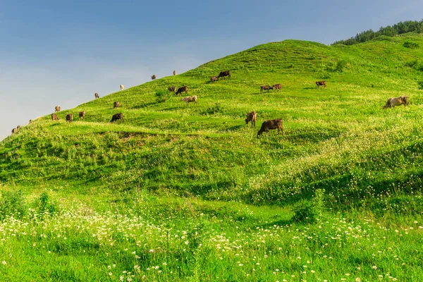 Pradera Verde Ladera Montaña Donde Una Manada Vacas Pastan Día — Foto de Stock